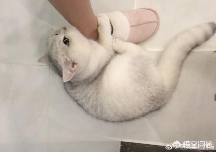 搓手猫卖萌惹人怜:你家猫有什么特别的撒娇卖萌的方式？