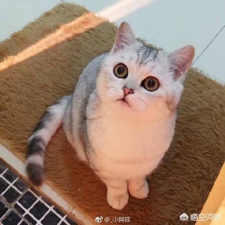 搓手猫卖萌惹人怜:你家猫有什么特别的撒娇卖萌的方式？