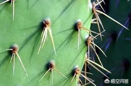 头条问答 如何判断植物的喜水性 植物草虫的回答 0赞