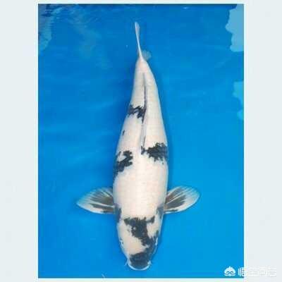 锦鲤养殖技术视频:锦鲤能在水族箱里养殖吗，怎么养比较好？