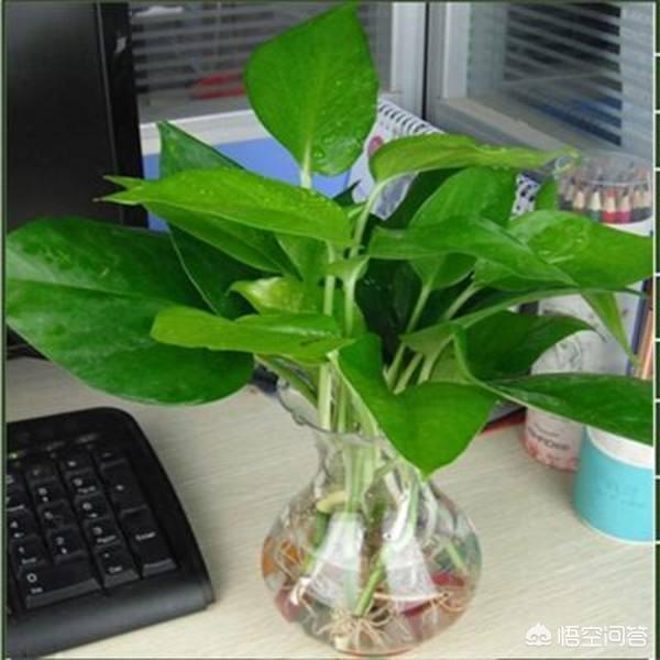 水培植物营养液,如何自制水培绿萝的肥料？