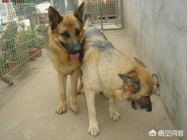 产自中国四大家庭护卫犬:我国哪种狼犬杀伤性最强？为什么？