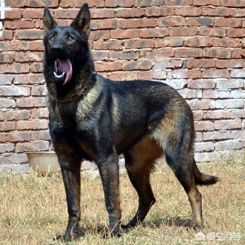 产自中国四大家庭护卫犬:我国哪种狼犬杀伤性最强？为什么？