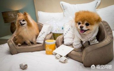宠物寄养:出差在外的人如何寄养宠物猫？