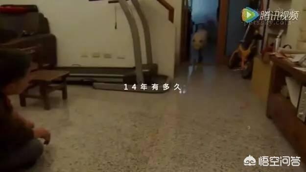 人和狗分开之后，狗狗还会记得以前的主人吗？插图18