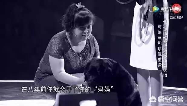 人和狗分开之后，狗狗还会记得以前的主人吗？插图21