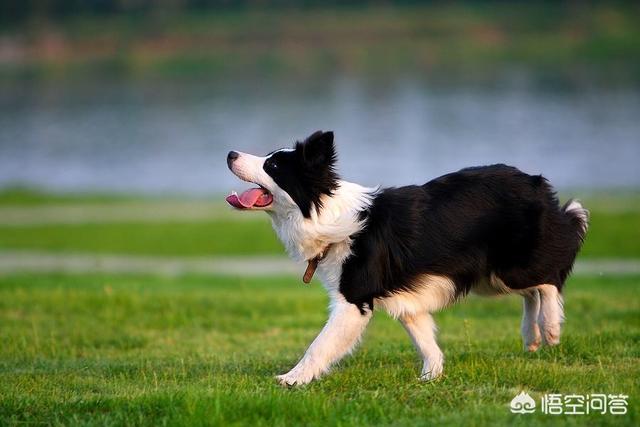 贵州边境牧羊犬论坛:2018年边境牧羊犬价格多少钱？有哪些可靠的购买渠道？