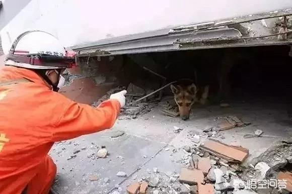 汶川地震搜救犬全部处死:汶川地震搜救犬起了多大作用？