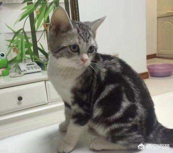 猫藓好了又复发:猫癣多久会复发，猫癣还会不会复发？