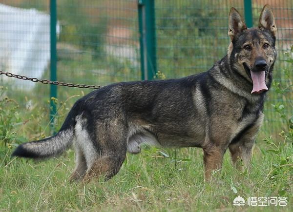 我国有哪些狼犬？