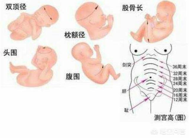 头条问答 产检时 如何用双顶径来判断孩子的发育大小 J妈学堂的回答 0赞