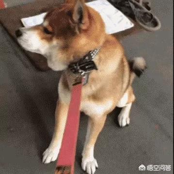 什么叫狗咬胶:狗喜欢轻咬主人手和主人玩耍，怎样纠正？