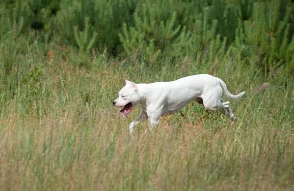 战斗力最强的狗狗排行榜:你觉得哪一种狼犬的战斗力最强？有何依据？