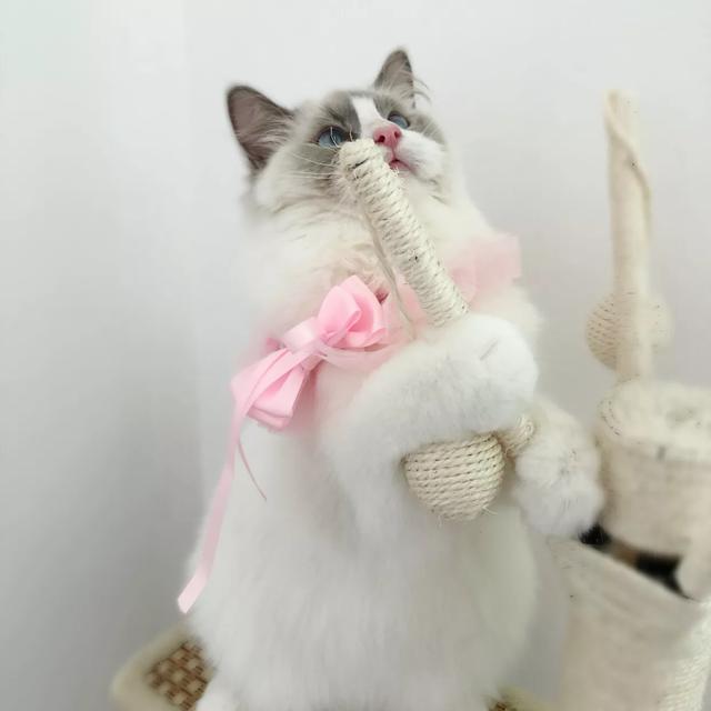 金吉拉猫名字:金吉拉幼猫长大会有变化吗？