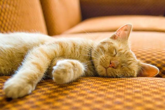 爱睡在一起无删减:猫咪最近总爱睡床上，怎么回事呀？