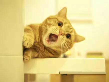 金吉拉猫名字:金吉拉幼猫长大会有变化吗？