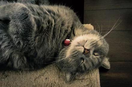 爱睡在一起无删减:猫咪最近总爱睡床上，怎么回事呀？