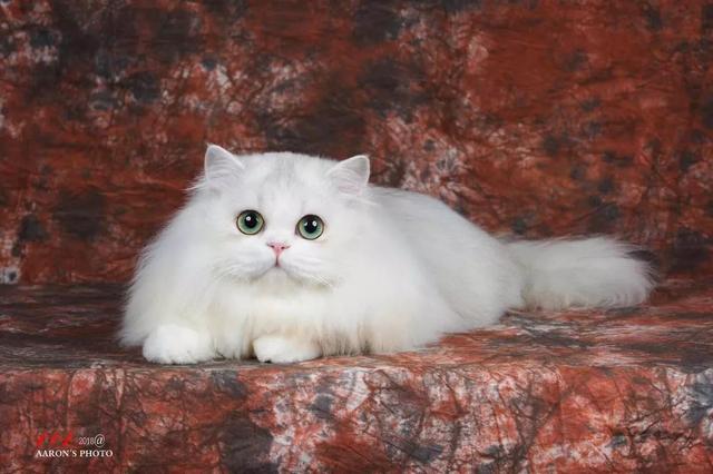 金吉拉猫名字:金吉拉幼猫长大会有变化吗？