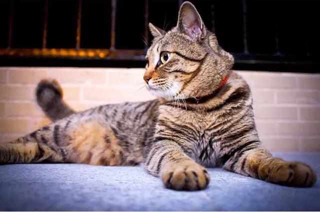 外国评价中国狸花猫:狸花猫的基因有多么强大？有何依据？