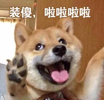 柴犬智商6:养柴犬、二哈、金毛、拉布拉多、牧羊犬哪种好？