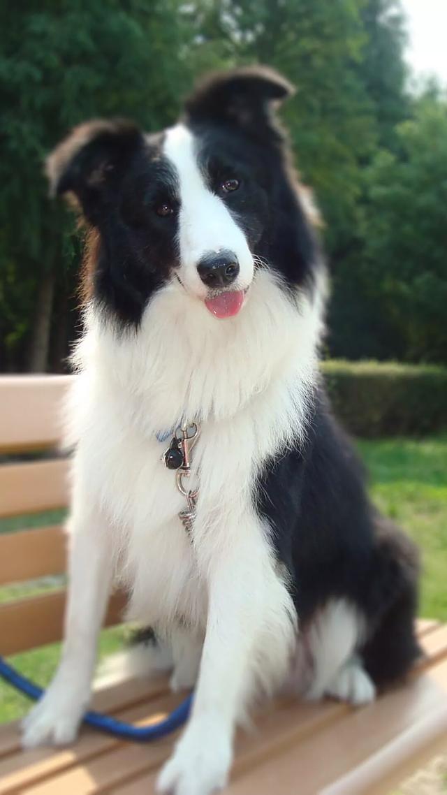 标准波音达猎犬图片:波音达和蓝斑猎犬是一个品种吗？