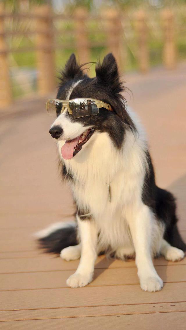 标准波音达猎犬图片:波音达和蓝斑猎犬是一个品种吗？