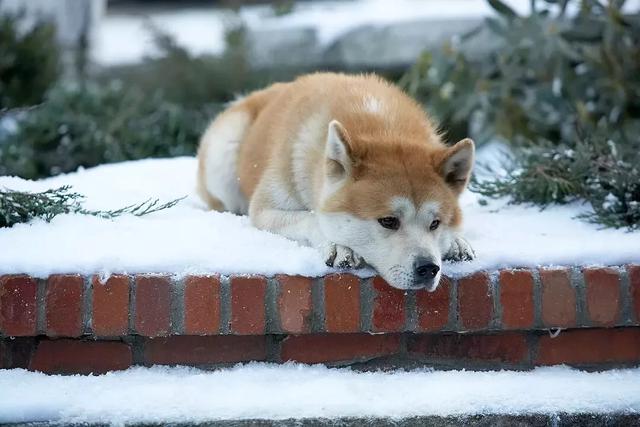 灵犬莱西:今年狗年，大家都知道哪些有关人和狗的感人传说和电影？