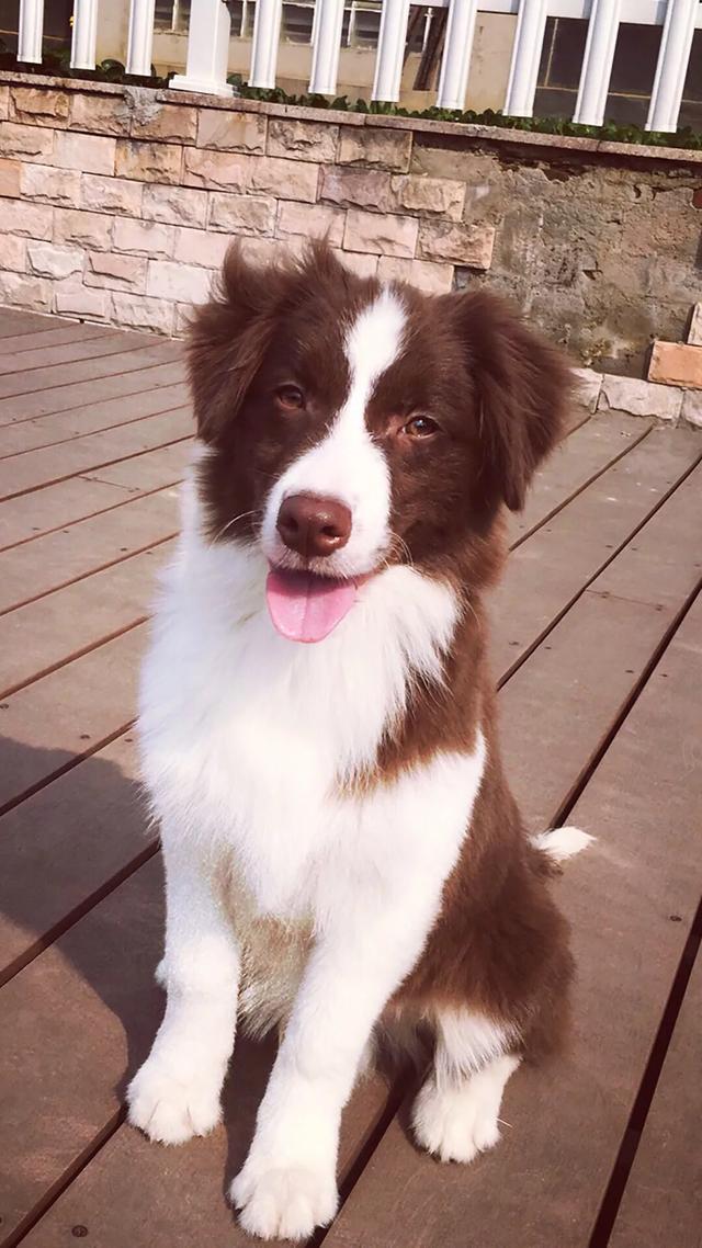 标准波音达猎犬图片:波音达和蓝斑猎犬是一个品种吗？
