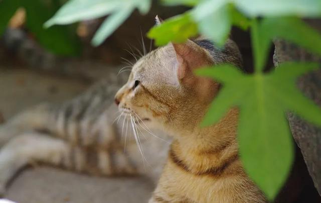 中国狸花猫在美国多少钱一只:中华狸花猫在国外多少钱一只 狸花猫怎么样，在国外能卖多少钱？