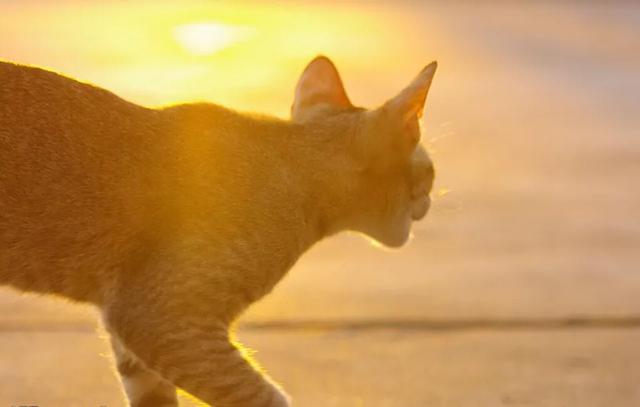 外国评价中国狸花猫:狸花猫的基因有多么强大？有何依据？