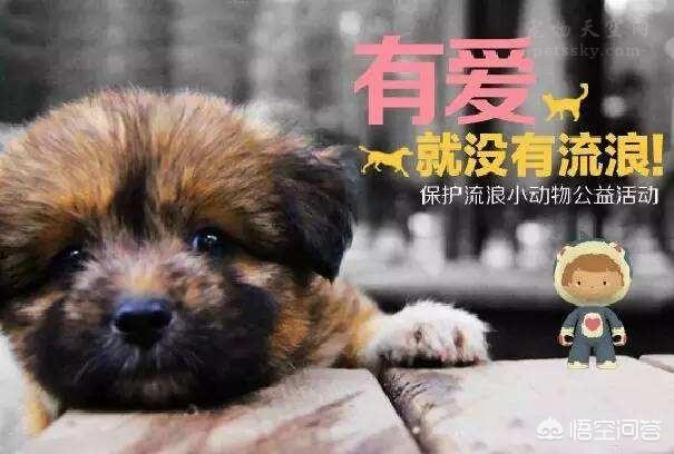 宠物领养中心:为什么有很多人愿意做流浪宠物收容中心？