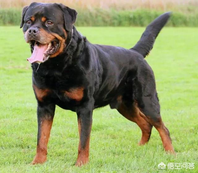 大型犬斗狗打架视频:马犬和斗狗打架视频 哈士奇和金毛打架谁能赢？