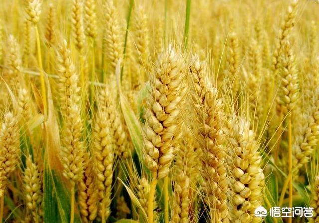 春小麦和冬小麦成熟时间差多少，为什么还不熟的小麦，一场大雨就熟透了