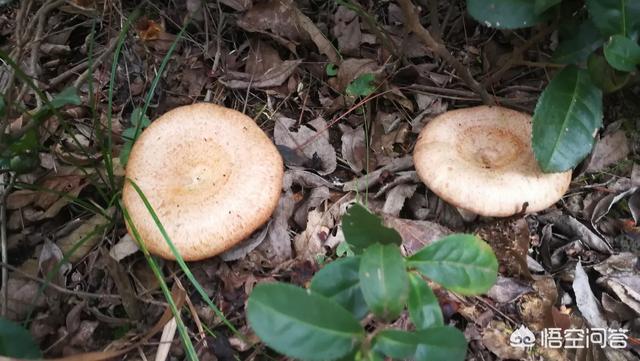 如何辨别有毒的蘑菇，山上采蘑菇，怎么知道是否有毒