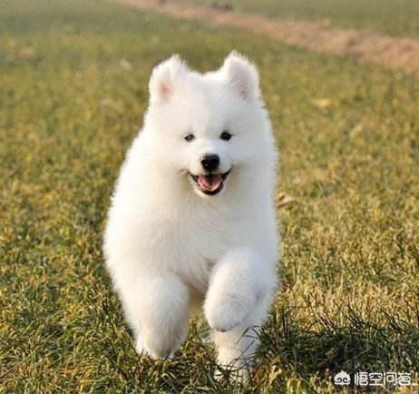 狗伤人有刑事责任吗:宠物狗伤人后，主人承担什么责任？
