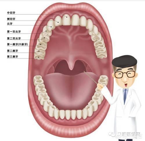 成人牙齿编号位置图图片