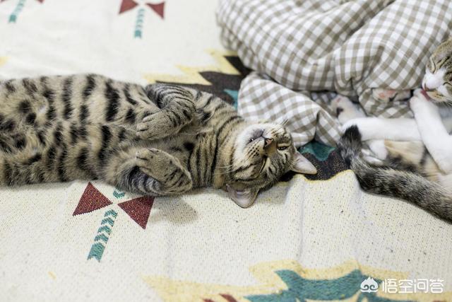 两只超萌猫咪图片:养猫为什么会上瘾？明明已经有两只了，为啥还想再养？