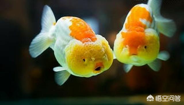 头条问答 鱼缸过滤循环快对鱼有影响吗 鱼道的回答 0赞