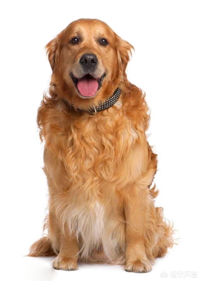 psp黄金猎犬:明星和黄金猎犬 黄金猎犬和拉布拉多怎么区分？