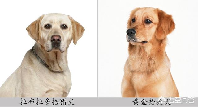 psp黄金猎犬:明星和黄金猎犬 黄金猎犬和拉布拉多怎么区分？