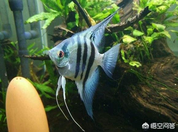 热带淡水观赏鱼的种类图片:养哪种热带观赏鱼水中风景最秀美？