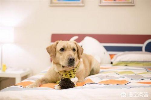 人和狗分开之后，狗狗还会记得以前的主人吗？插图16