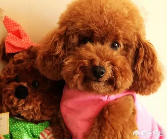 人和狗分开之后，狗狗还会记得以前的主人吗？插图2