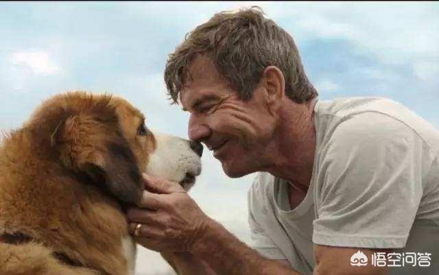 人和狗分开之后，狗狗还会记得以前的主人吗？插图34