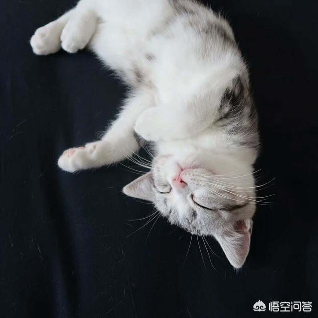 可爱的小猫咪动态:为什么写作业的时候猫咪会趴在上面？