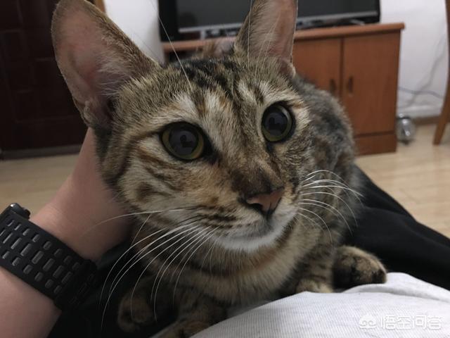 我们说好的 辅猫:喂了很多天的流浪猫会记得你吗？