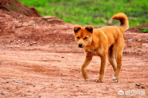 北京犬业联盟靠谱吗:有人说柴犬很凶，甚至咬主人，是不是真的？