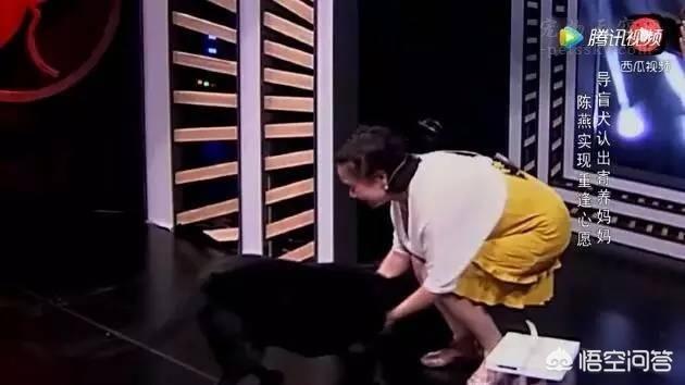 人和狗分开之后，狗狗还会记得以前的主人吗？插图23