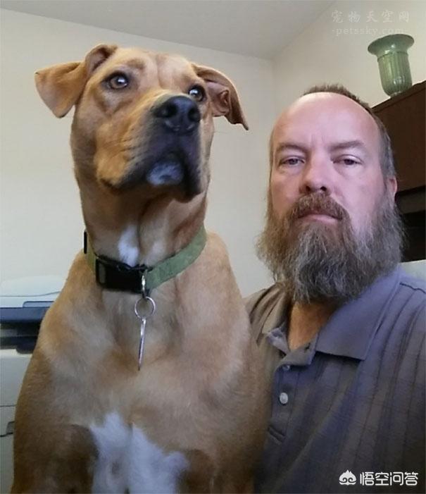 人和狗分开之后，狗狗还会记得以前的主人吗？插图25