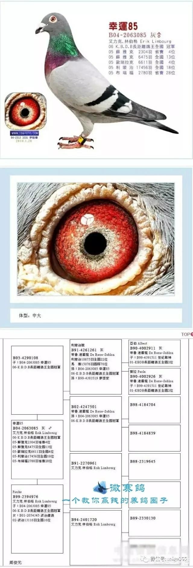 天津升华信鸽饲料:养信鸽用玉米配合鸽用的颗粒饲料怎么样？能养好吗？